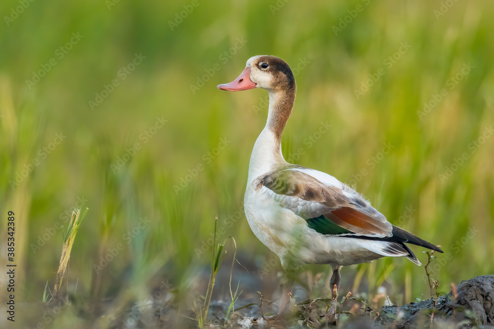 Ruddy shelduck (Tadorna ferruginea) sitting in the mud in the grass. Detailed portrait of a beautiful young shelduck with soft green background. Wildlife scene from nature. Czech Republic Ruddy shelduck (Tadorna ferruginea) sitting in the mud in the grass. Detailed portrait of a beautiful young shelduck with soft green background. Wildlife scene from nature. Czech Republic