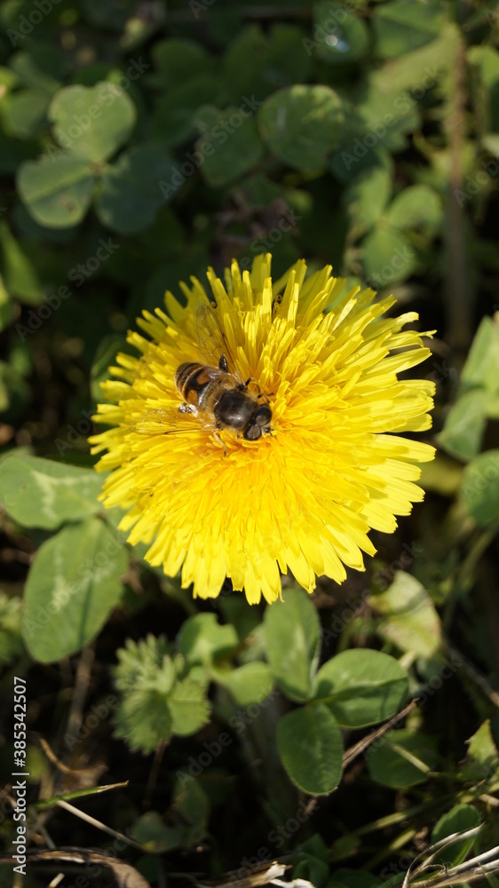 bee on flower bee on flower