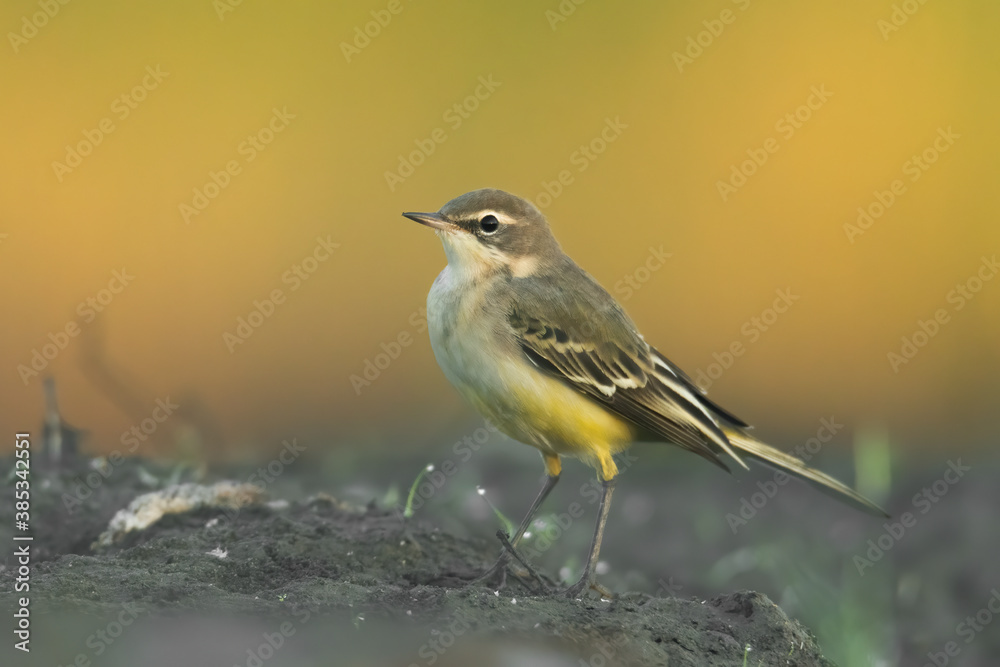 Yellow wagtail (Motacilla flava) sitting in the mud on the ground. Detailed portrait of a beautiful grey and yellow songbird with soft orangebackground. Wildlife scene from nature. Czech Republic Yellow wagtail (Motacilla flava) sitting in the mud on the ground. Detailed portrait of a beautiful grey and yellow songbird with soft orangebackground. Wildlife scene from nature. Czech Republic