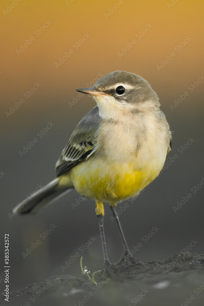 Fototapeta premium Yellow wagtail (Motacilla flava) sitting in the mud on the ground. Detailed portrait of a beautiful grey and yellow songbird with soft orangebackground. Wildlife scene from nature. Czech Republic