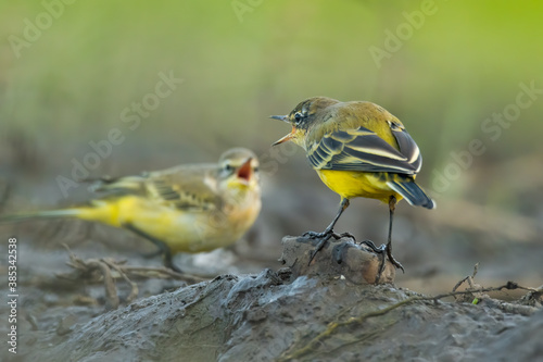 Yellow wagtail (Motacilla flava) sitting in the mud on the ground. Detailed portrait of a beautiful grey and yellow songbird with soft green background. Wildlife scene from nature. Czech Republic