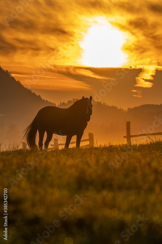 Sunrise landscape near Vysok   L  pa. Orange morning sky with a silhouette of a horse on the pasture. Beautiful sunrise in Bohemian Switzerland. Wildlife scene from nature. Czech Republic