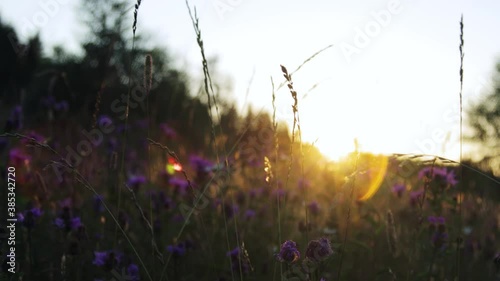 Beautiful summer field at sunset