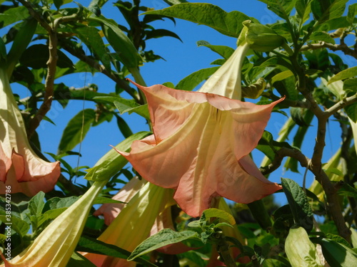 Angel’s trumpet or Brugmansia flower at springtime, in Glyfada, Greece
