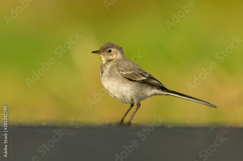 White wagtail (Motacilla alba) sitting on a road. Detailed portrait of a cute grey songbird with soft yellow and green background. Wildlife scene from nature. Czech Republic