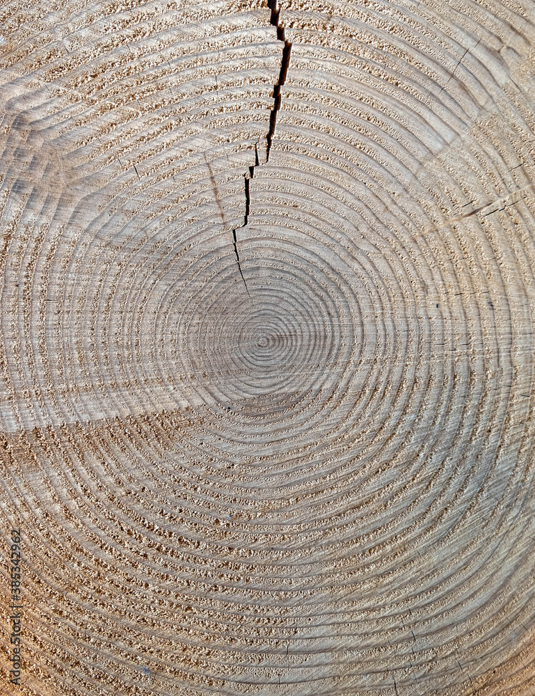Naklejka premium tree trunk cut top view closeup, natural pattern background