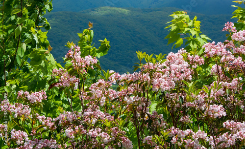 Blooming pink mountain laurel