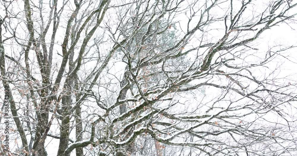 Dreamy snowy tree branches with snowfall. Winter time. Dreamy snowy tree branches with snowfall. Winter time.