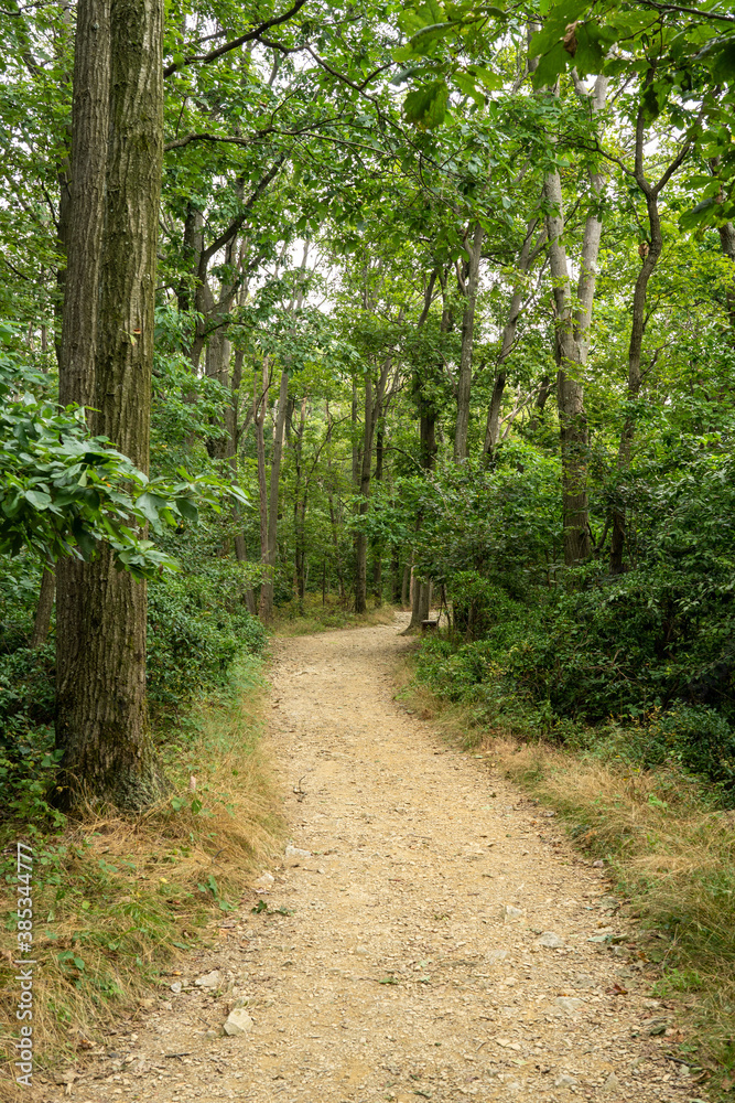 Obraz premium Pathway in the Forest