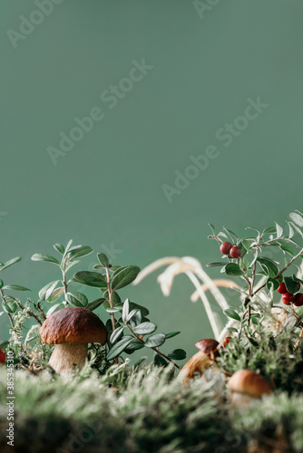 Bilde på lerret Fresh porcini mushroom in green moss