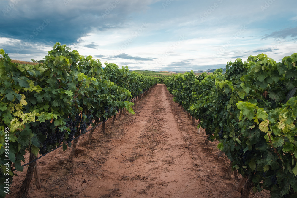 Vineyards before the harvest in La Rioja.