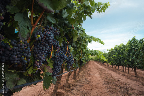 Vineyard with blue ripe grapes before the harvest in La Rioja. Close up.