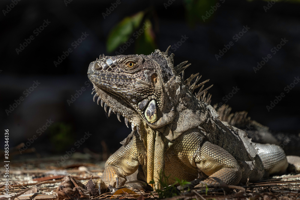 Green Iguana In Yucatan, Mexico Green Iguana In Yucatan, Mexico