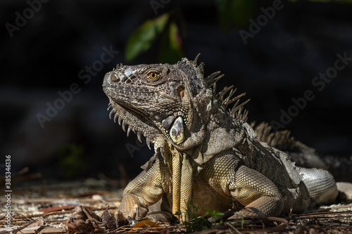 Green Iguana In Yucatan  Mexico