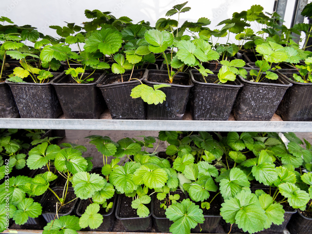 Strawberry seedlings in plastic containers are on the shelves foto de ...