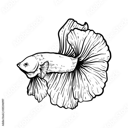 hand drawn betta fish halfmoon thailand premium