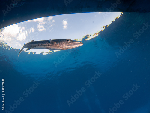 Barracuda in the shade