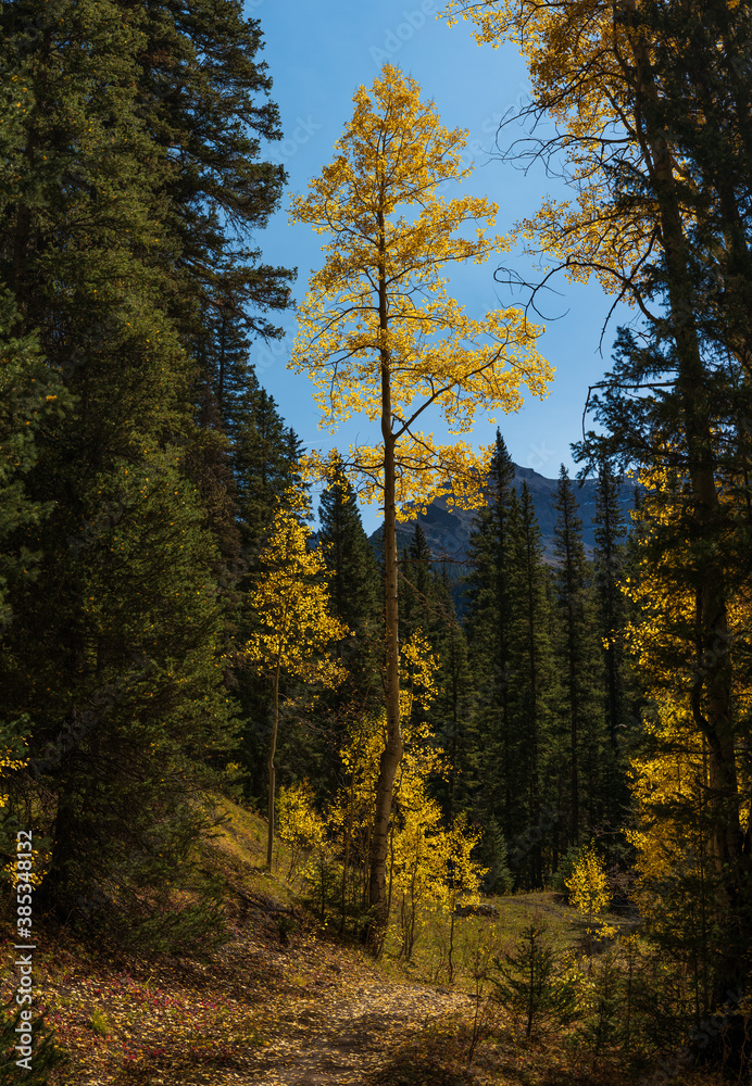 Obraz premium Aspen tree with yellow leaves in autumn 