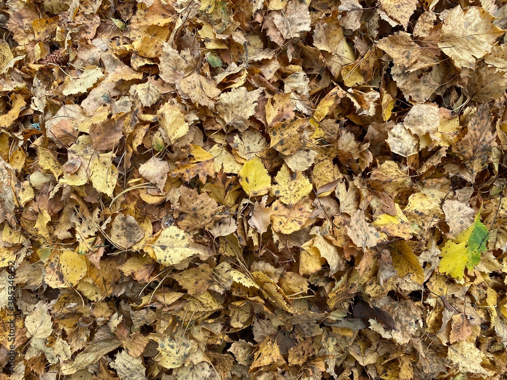 autumn leaves background on the ground. Background group of fallen trees autumn orange yellow leaves. autumn leaves background on the ground. Background group of fallen trees autumn orange yellow leaves.