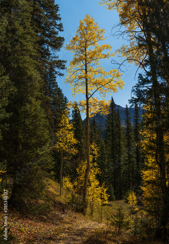 Aspen tree with yellow leaves in autumn 