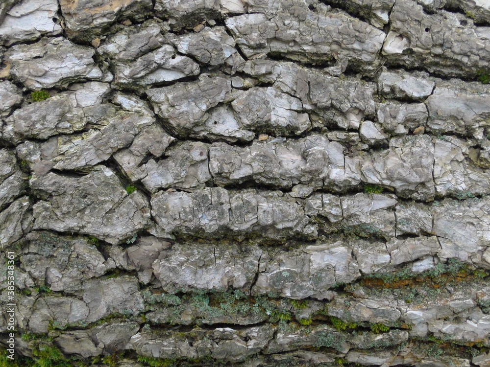 Rough gray wooden bark of old pine tree close up, horizontal texture for background