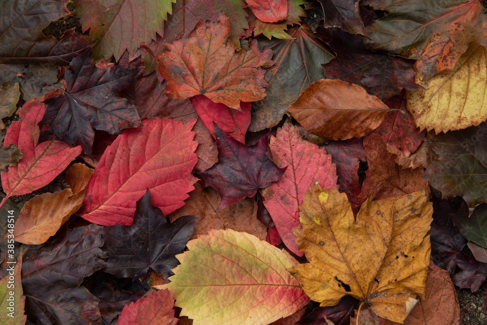 fall leaves in many colors fall leaves in many colors