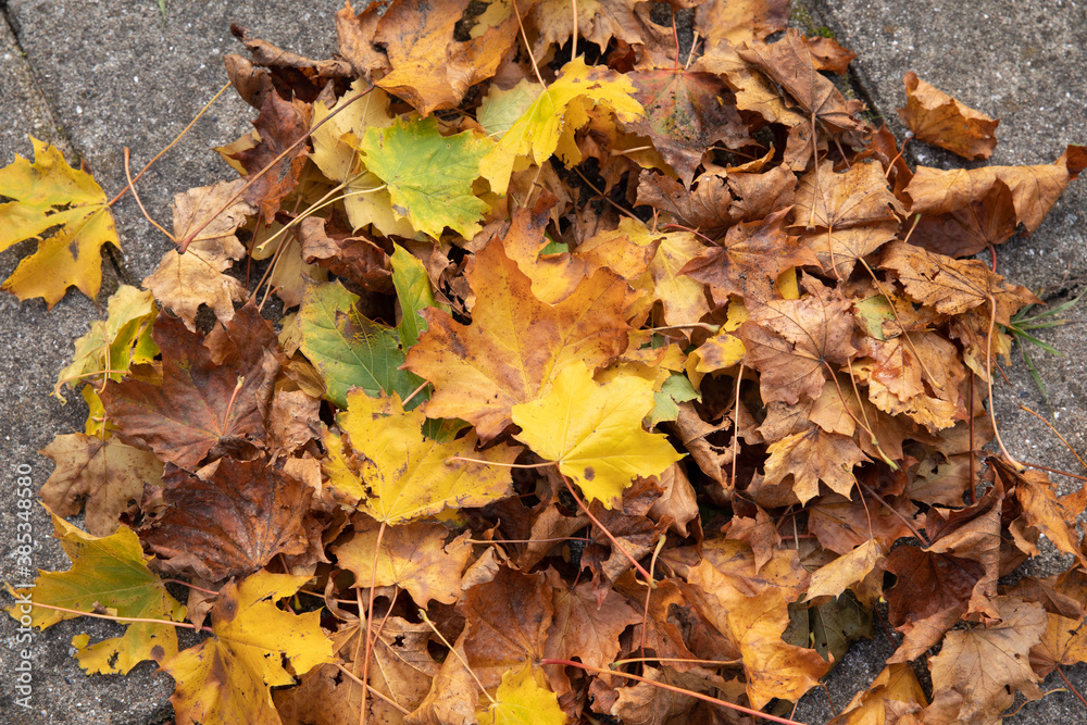 fall leaves in many colors