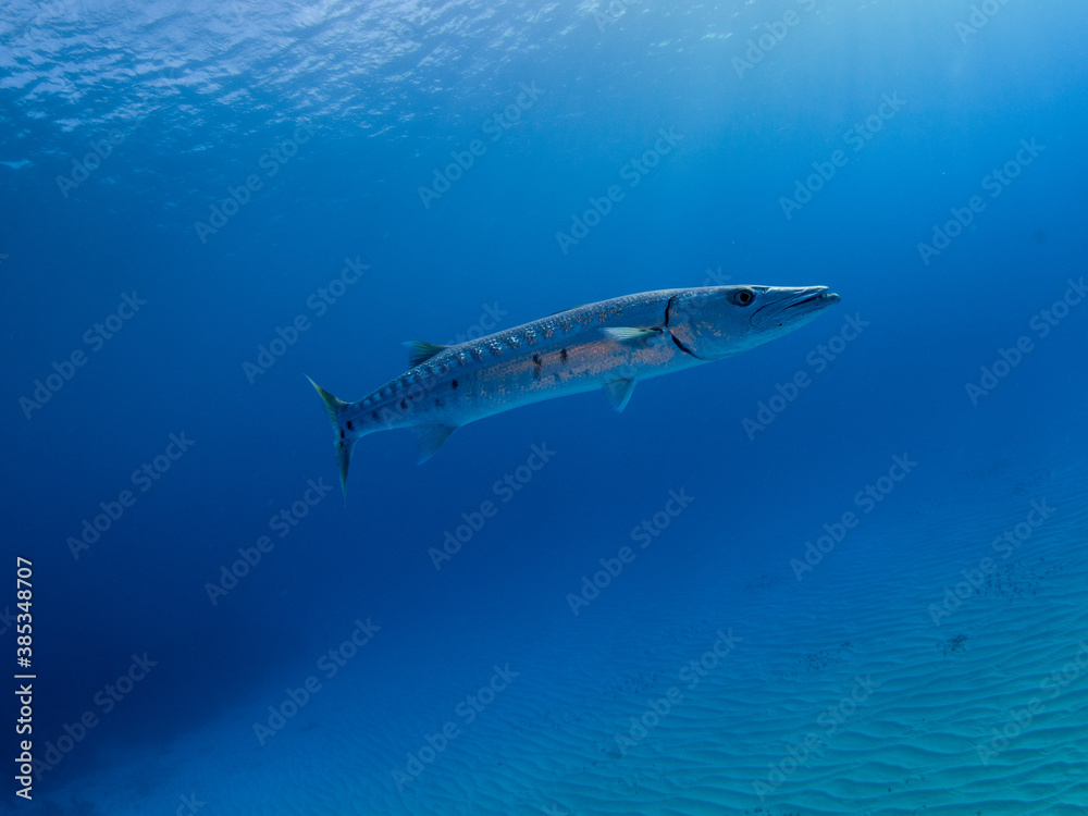 Barracuda Prowling the reef Barracuda Prowling the reef