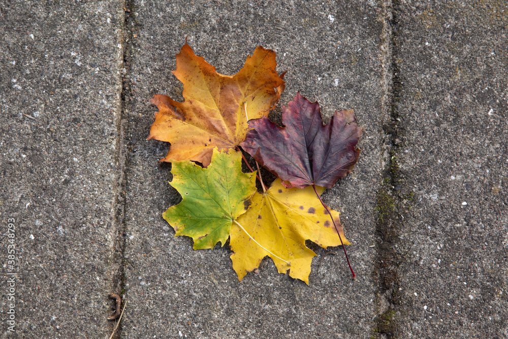 leaves in many colors in the fall leaves in many colors in the fall