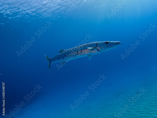 Barracuda Prowling the reef