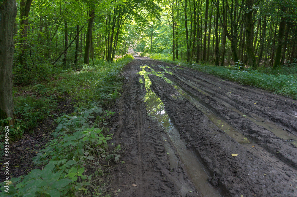 Fototapeta premium A forest thicket in early spring. Mud and puddles on the forest path.