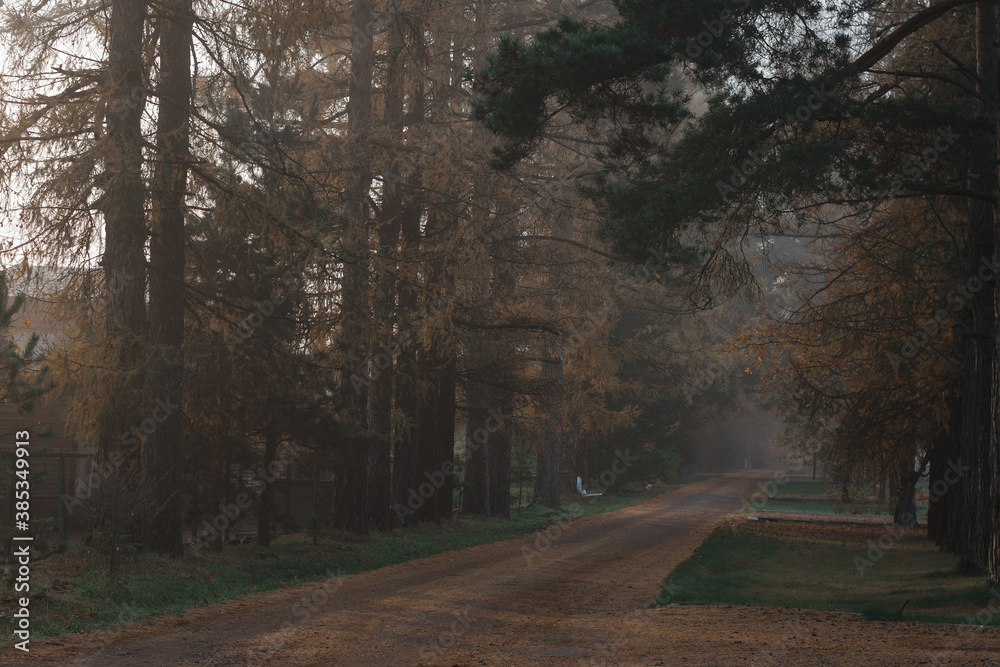 Fototapeta premium Beautiful road through the autumn forest in the morning fog.