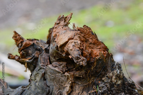 Seelbach, Tretenbach: Wald mit Naturverjüngung. photo