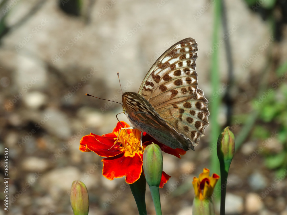 Obraz premium Argynnis paphia butterfly resting on vegetation and wildflowers .