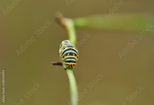 Macaon caterpillar photo