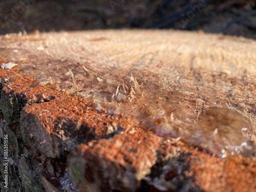 pine cutaway. pine stump in resin. Wood texture, tree rings with tar, logs, sawed wood view from above