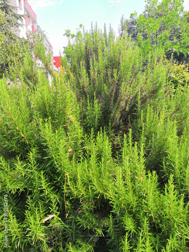 Rosemary closeup of large rosemary bush.