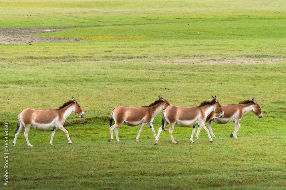 Tibetan wildlife donkeys in grass field in Karakoram range in Ladakh India Tibetan wildlife donkeys in grass field in Karakoram range in Ladakh India