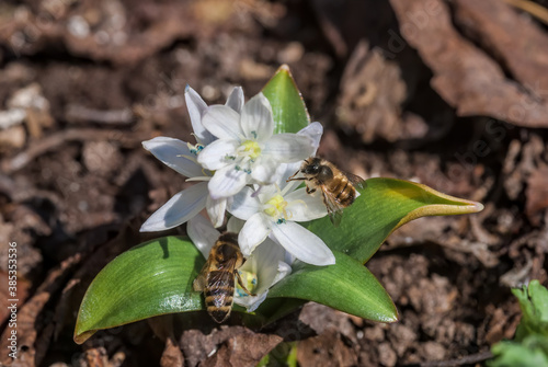 White Squill (Scilla mischtschenkoana) in garden, Central Russia photo