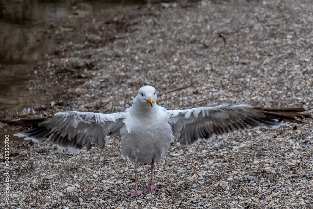 Obraz premium Bird Wings