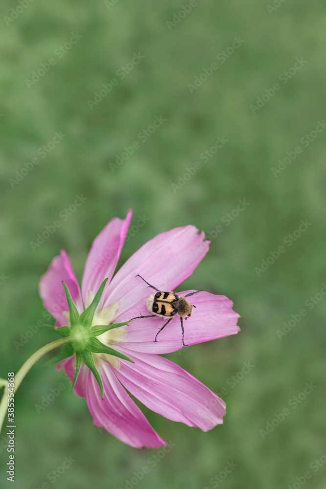 Pink flower close up on a background of grass. An insect in the pollen sits on a flower. Pink flower close up on a background of grass. An insect in the pollen sits on a flower.