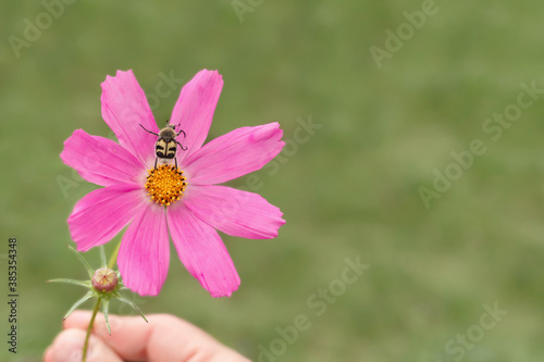 Pink flower close up on a background of grass. An insect sitting on a flower. The bee pollinates the flower