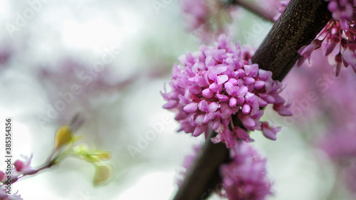 Tree with pink flowers. Blossom of pink flowers