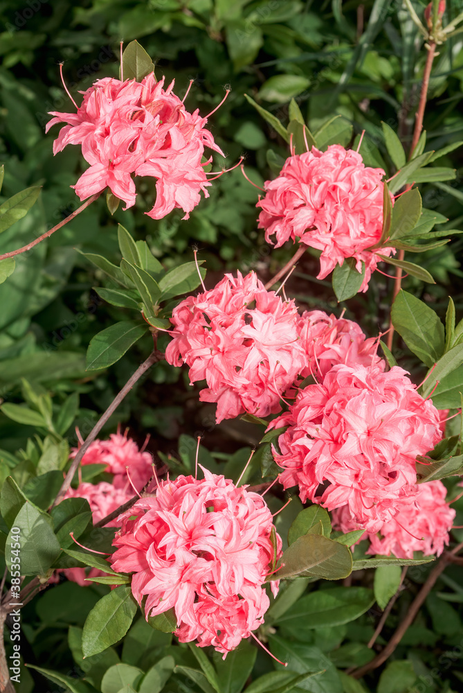 Rhododendron 'Homebush' (Rhododendron x kosterianum) in garden Rhododendron 'Homebush' (Rhododendron x kosterianum) in garden