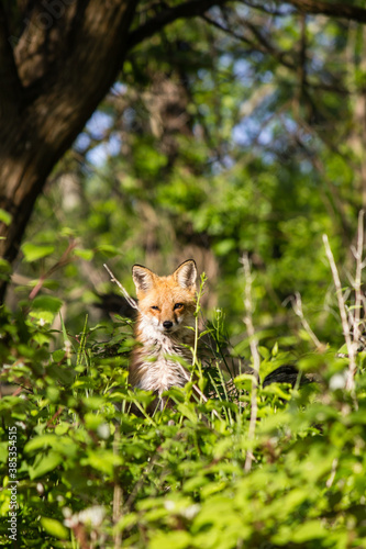 Red Fox Standing in Spring Forest