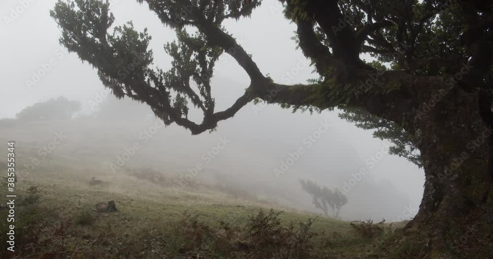 Vereda do Fanal timelapse, Madeira Island, Portugal Vereda do Fanal timelapse, Madeira Island, Portugal