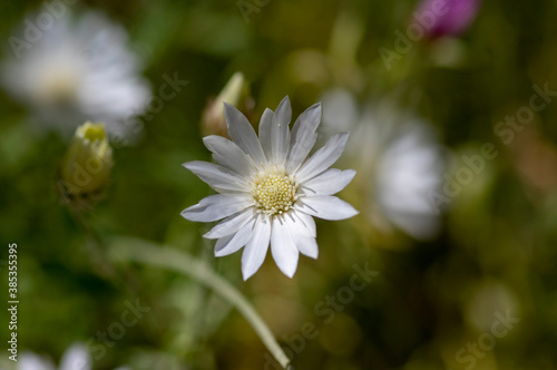 Xeranthemum annuum white immortelle flowers in bloom, group of flowering plants in the garden photo