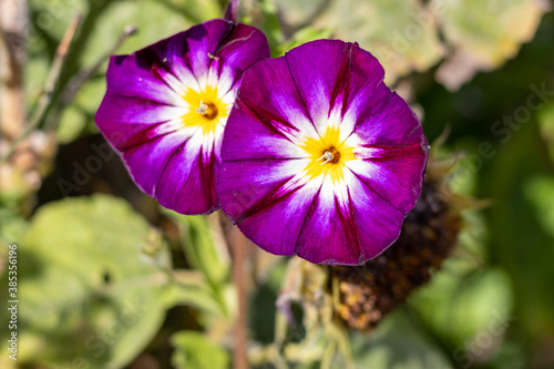 Purple flower morning glory 