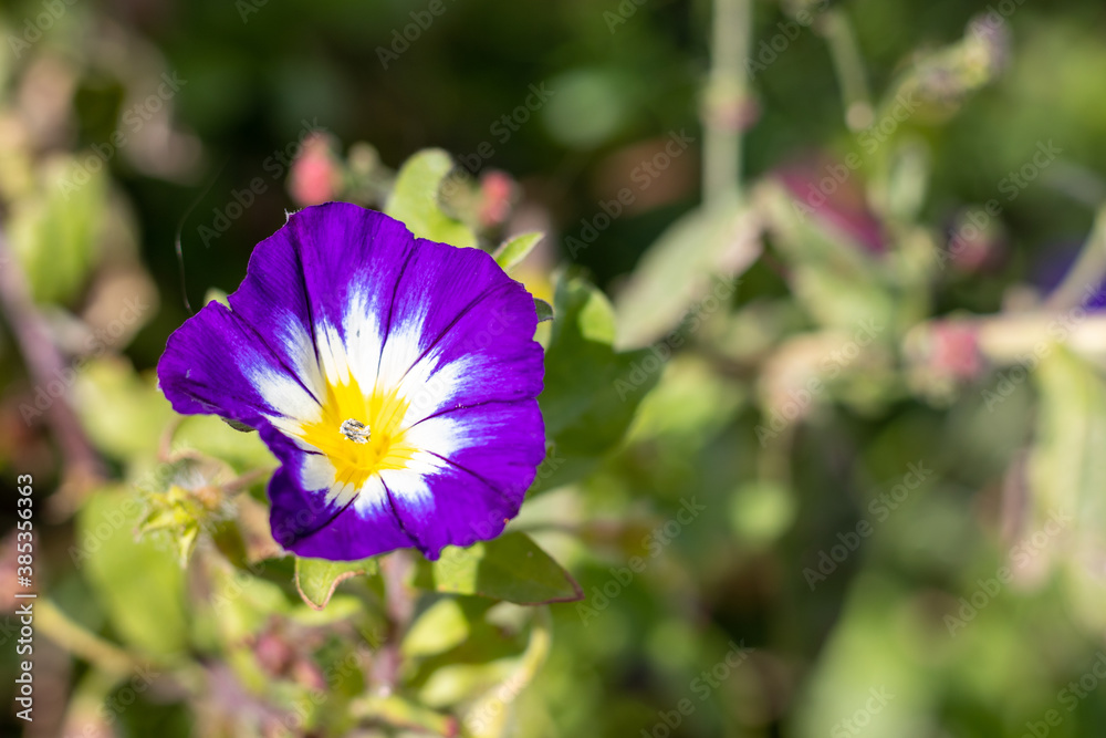 Purple morning glory