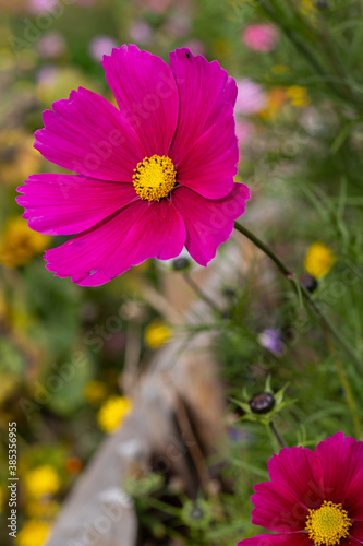 Obraz na płótnie Garden Cosmos flowers w salonie